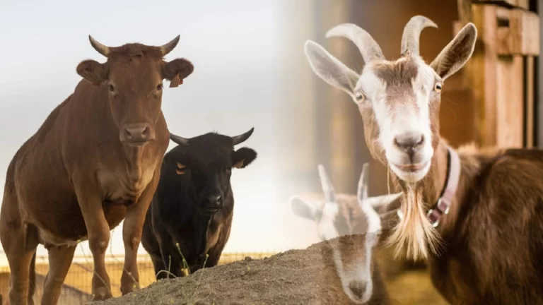 whatsapp-image-2022-07-09-at-135804_1657349950