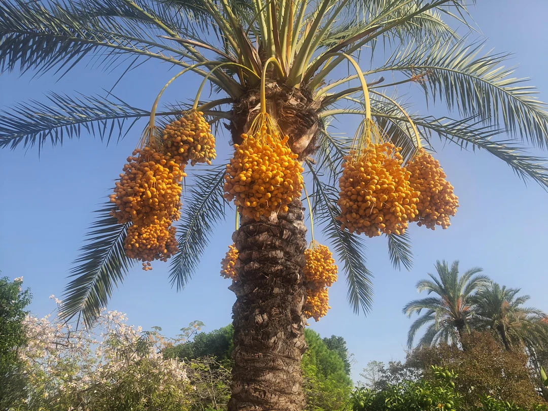my-palm-tree-produces-a-lot-of-dates-but-when-i-eat-them-v0-6uern15eagnd1